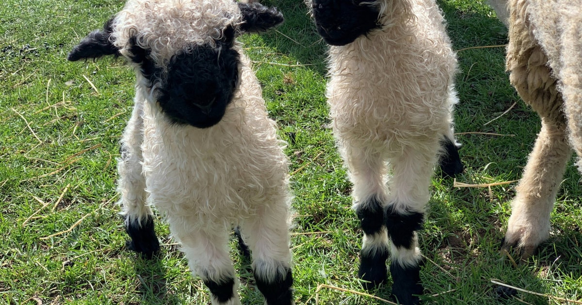 6 Valais Blacknose In-Lamb Breeding Ewes, Lambs, Rams with Lambs at ...