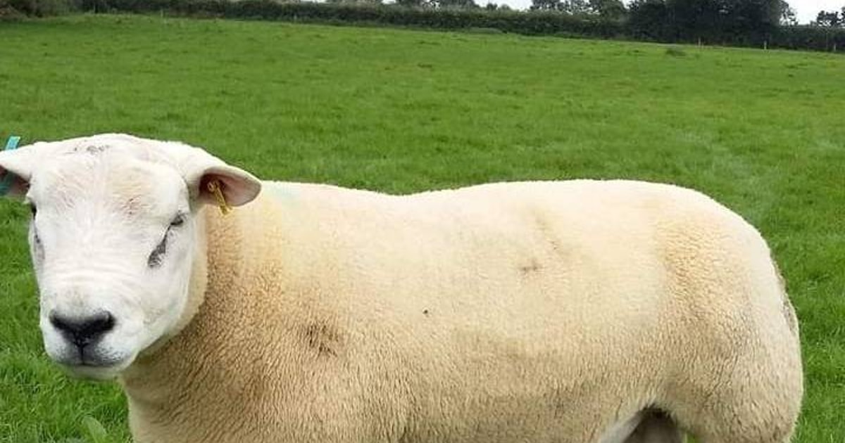 15 Texel Breeding Rams | SellMyLivestock - The Online Livestock Marketplace