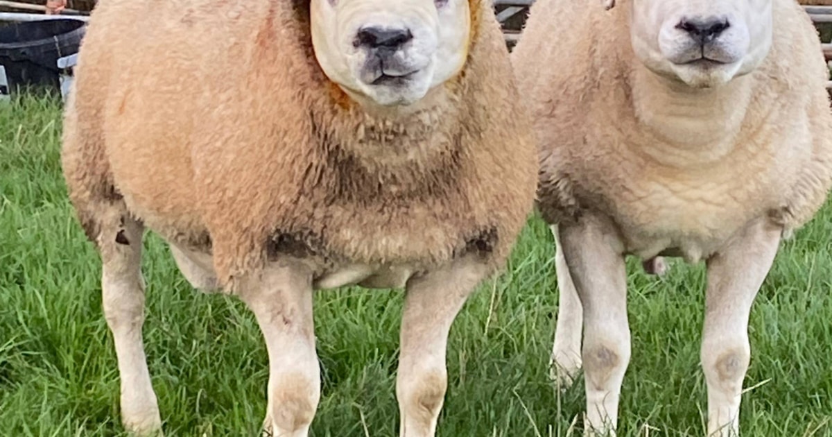 2 Texel Breeding Rams | SellMyLivestock - The Online Livestock Marketplace