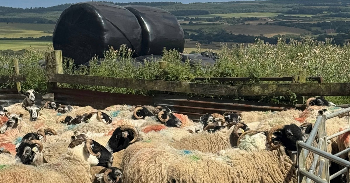 200 Swaledale Breeding Ewes | SellMyLivestock - The Online Livestock ...