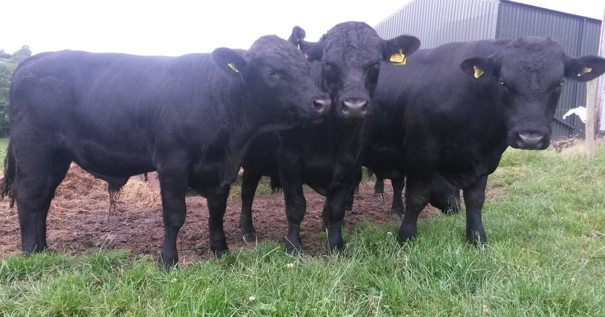 2 Pedigree Aberdeen Angus Breeding Bulls | SellMyLivestock - The Online ...