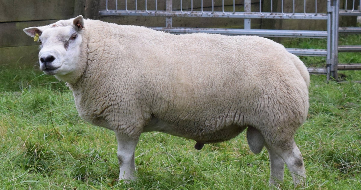 1 Pedigree Texel Breeding Ram | SellMyLivestock - The Online Livestock ...