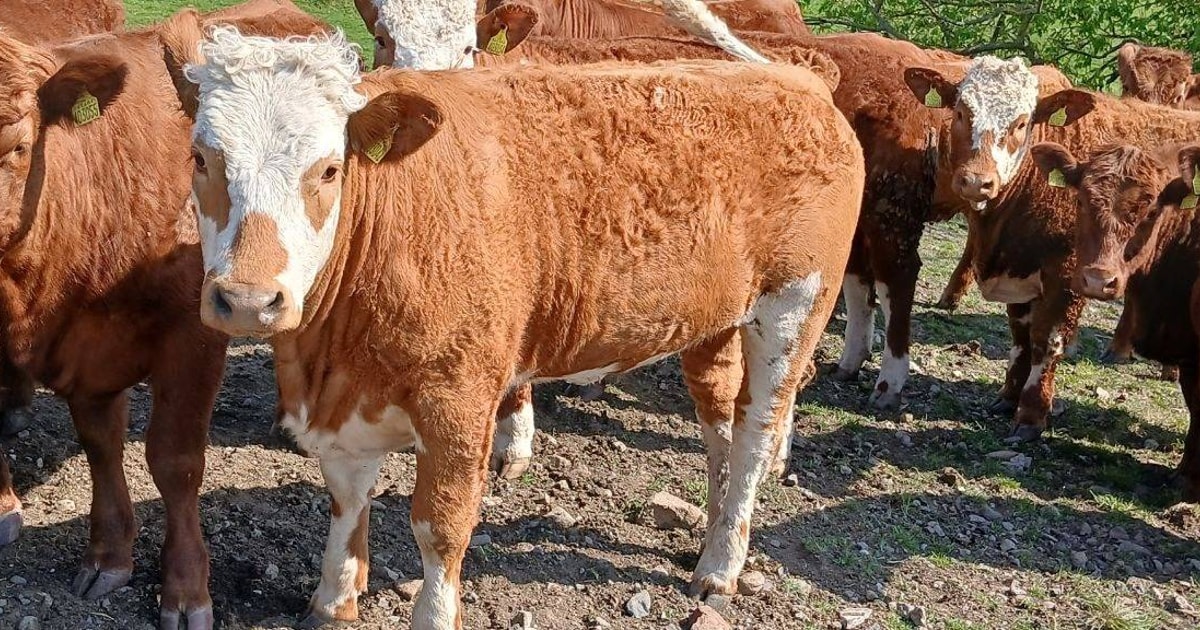 4 Luing, Simmental Cross Breeding Heifers | SellMyLivestock - The ...