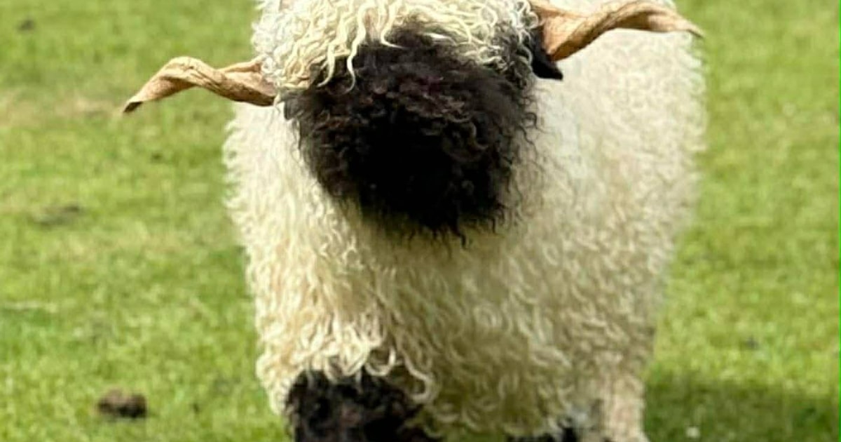 5 Pedigree Valais Blacknose Breeding Rams, Shearlings, Ewes, Lambs with ...
