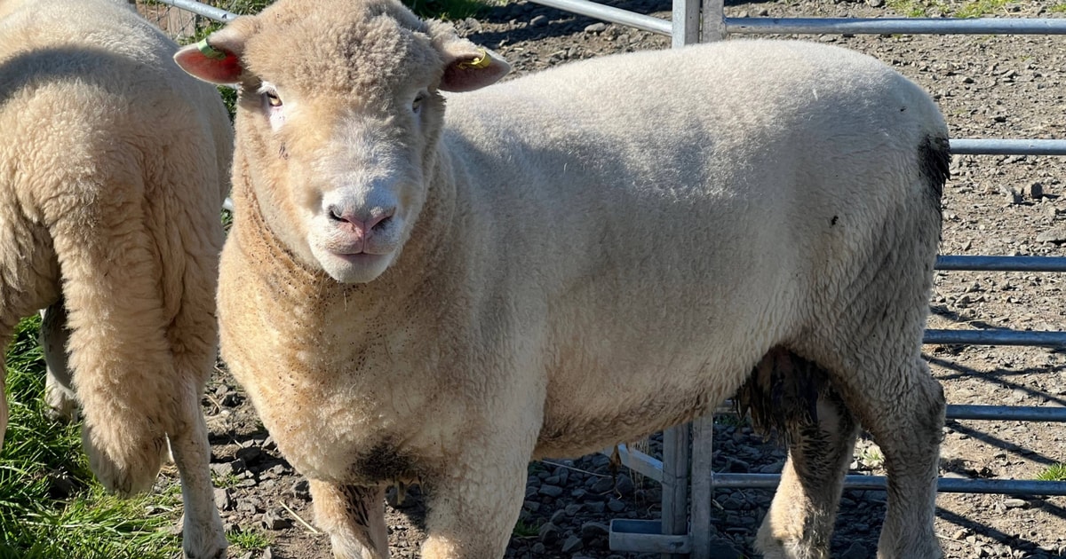 1 Dorset Horn & Poll Dorset Breeding Ram | SellMyLivestock - The Online ...