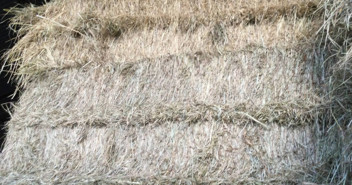 10 Bales Hay (Unwrapped) | SellMyLivestock - The Online Livestock ...