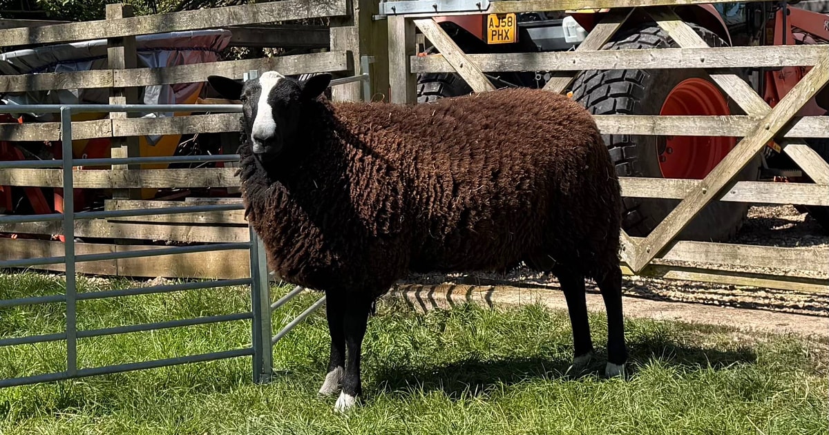 1 Zwartbles Breeding Ram | SellMyLivestock - The Online Livestock ...