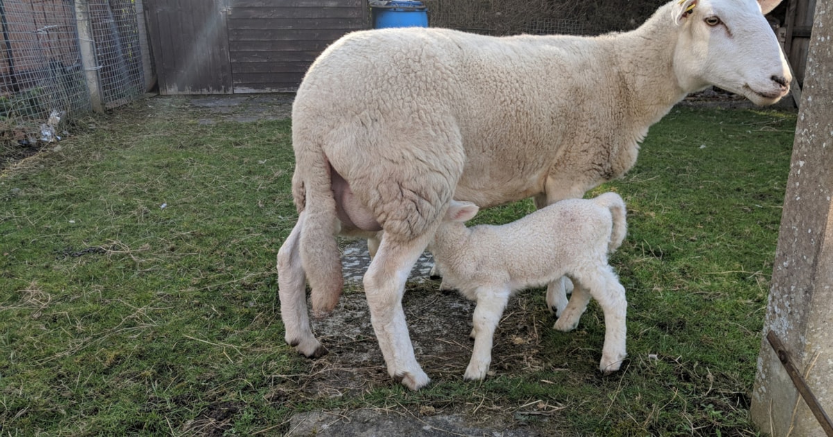 1 Easycare Breeding Ewe | SellMyLivestock - The Online Livestock ...