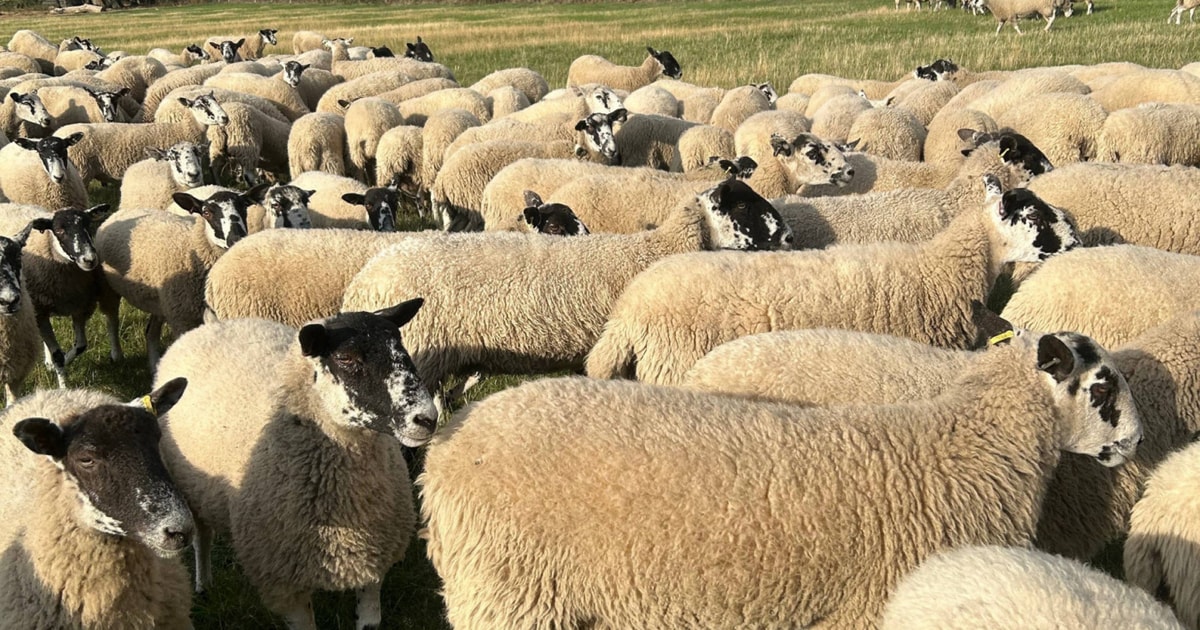 360 North of England Mule Breeding Shearlings | SellMyLivestock - The ...