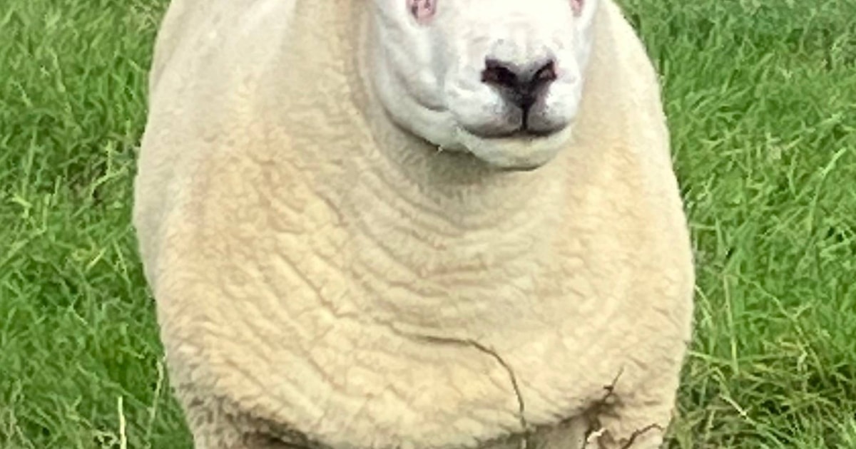 11 Pedigree Texel Breeding Rams, Shearlings | SellMyLivestock - The ...