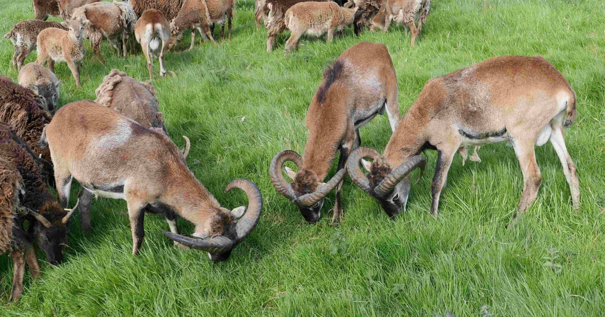 12 Soay Store, Breeding Rams | SellMyLivestock - The Online Livestock ...