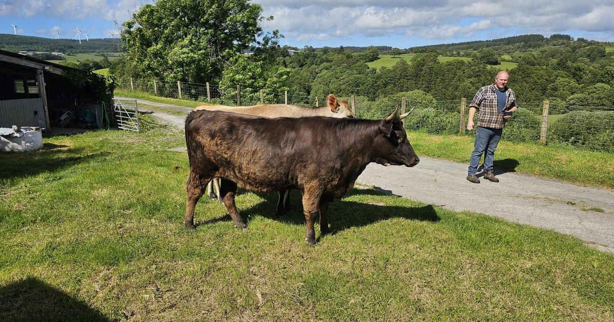 1 Jersey Cross Store, Breeding Heifer | SellMyLivestock - The Online ...