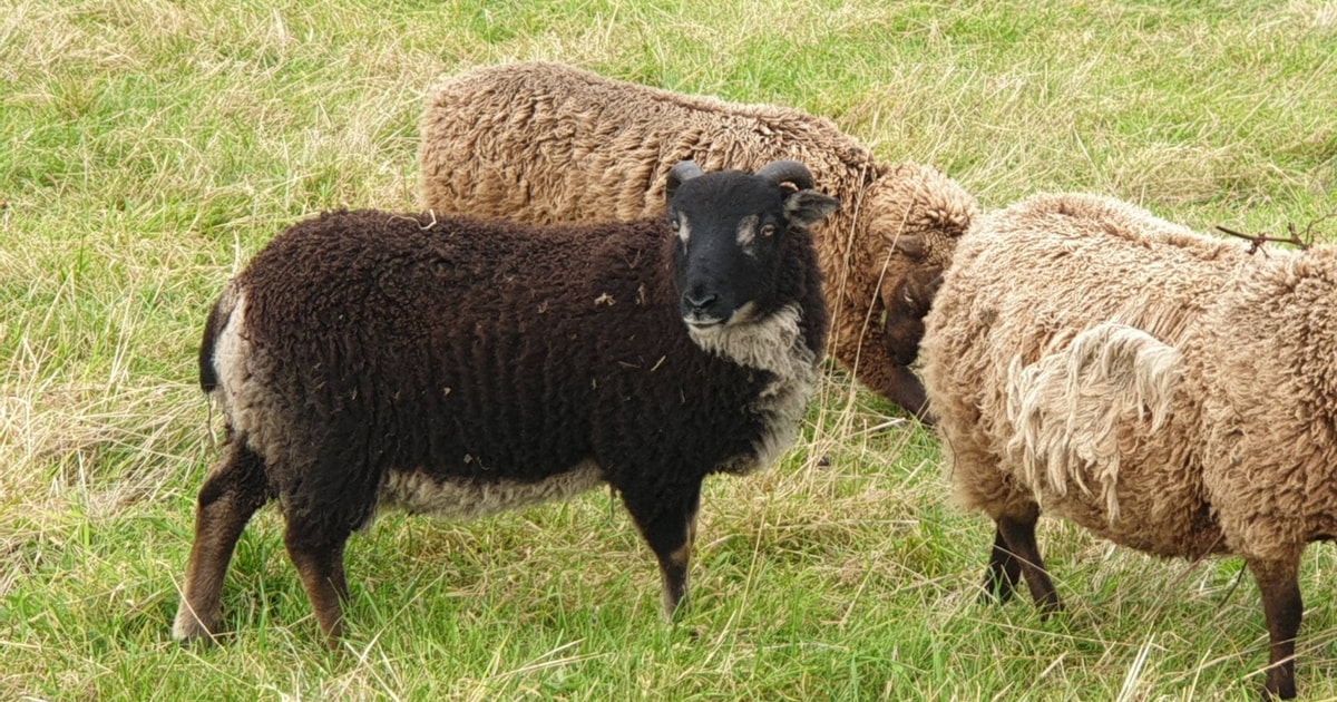 4 Pedigree Shetland Breeding Lambs, Rams | SellMyLivestock - The Online ...