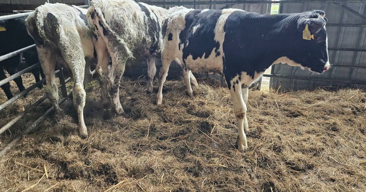 3 Holstein Friesian Calves | SellMyLivestock - The Online Livestock ...