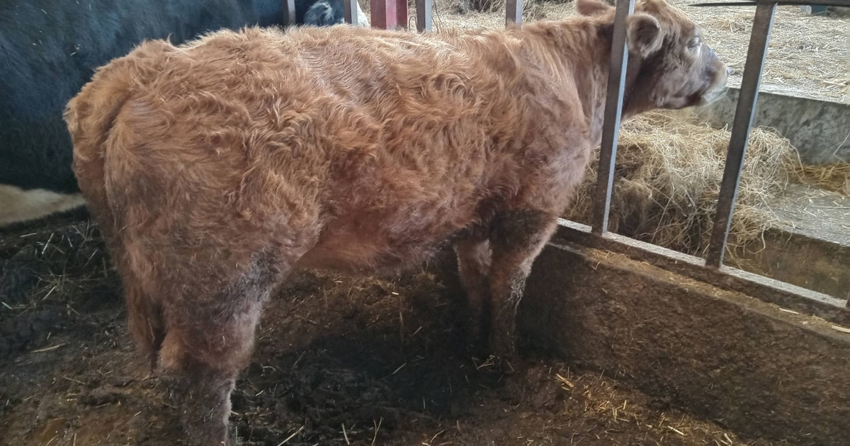 1 Charolais Cross Store Heifer | SellMyLivestock - The Online Livestock ...