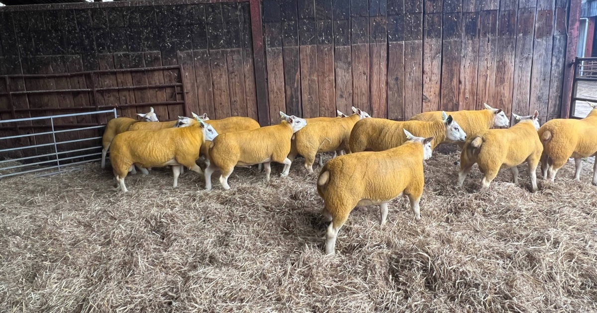 4 Texel Breeding Rams | SellMyLivestock - The Online Livestock Marketplace