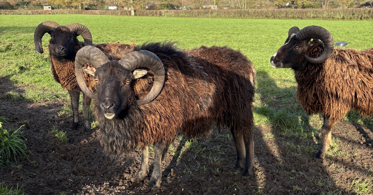 9 Soay Cross Breeding Lambs, Rams, Ewes with Lambs at Foot ...
