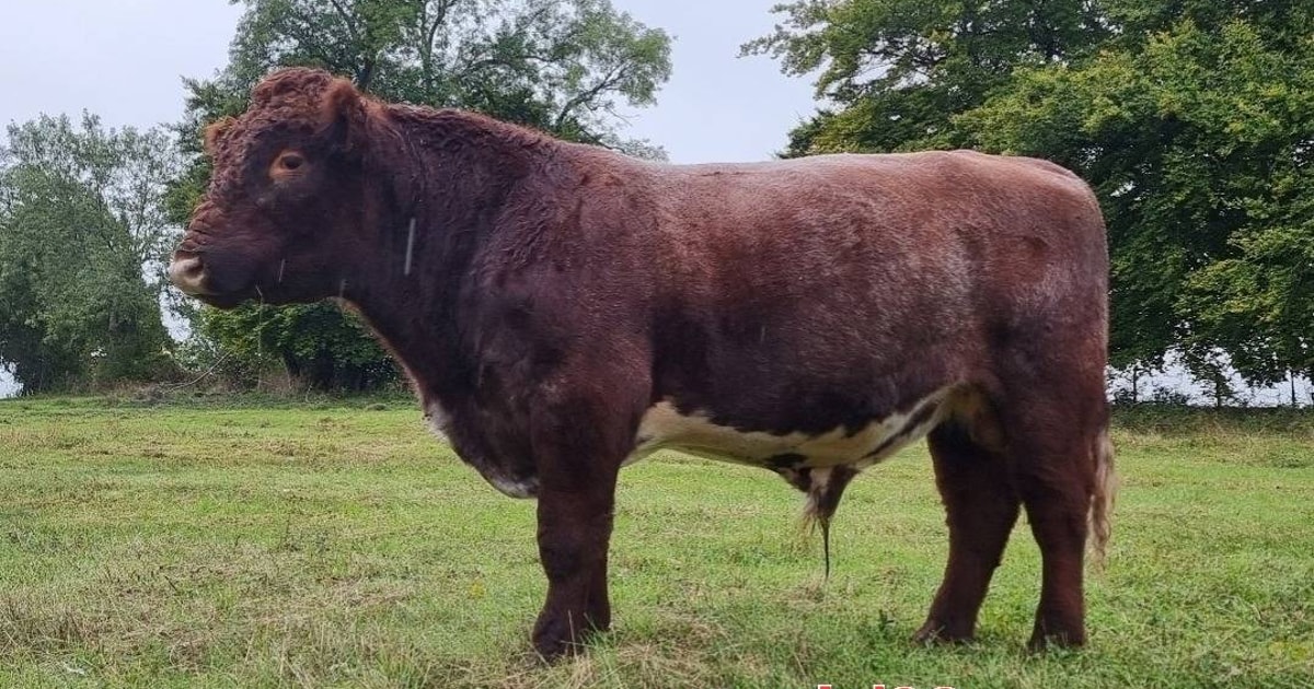 1 Pedigree Beef Shorthorn Breeding Bull | SellMyLivestock - The Online ...