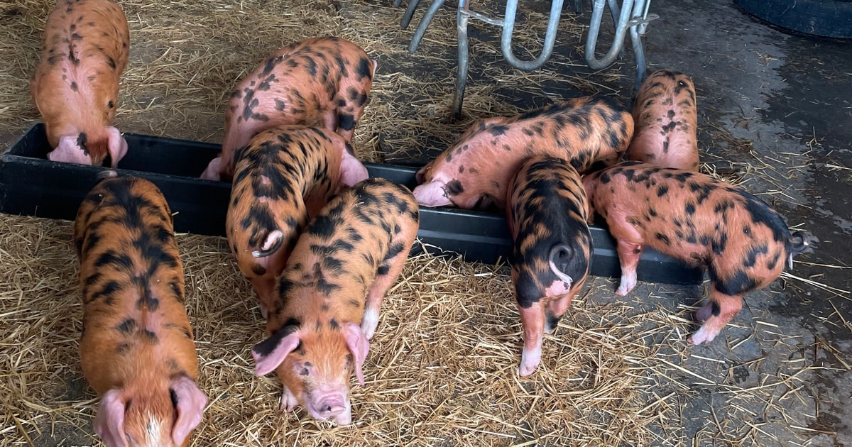 17 Oxford Sandy and Black Growing Gilts, Boars | SellMyLivestock - The ...
