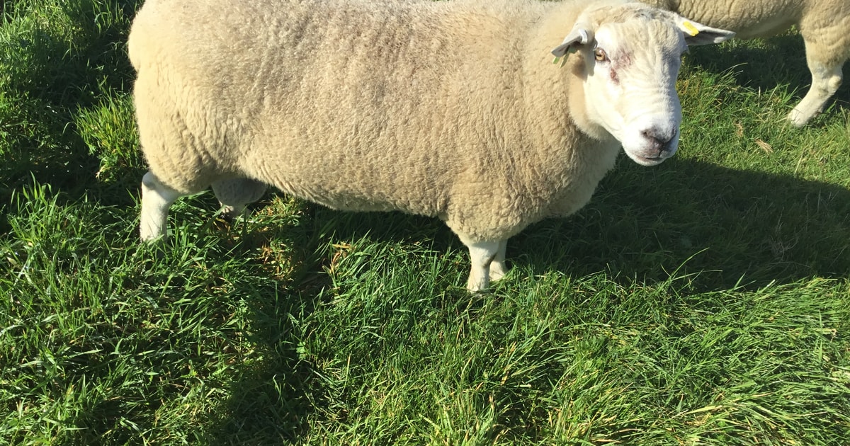 1 Lleyn Breeding Ram | SellMyLivestock - The Online Livestock Marketplace