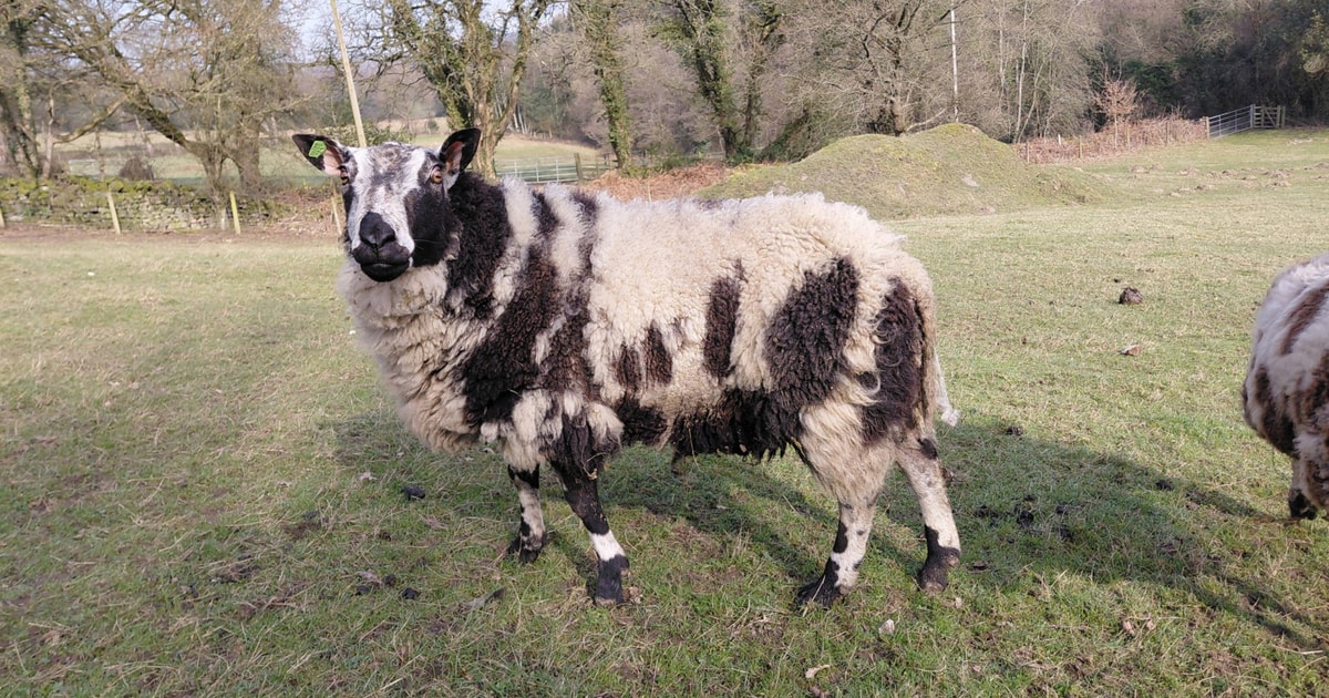 1 Dutch Spotted Breeding Ram | SellMyLivestock - The Online Livestock ...