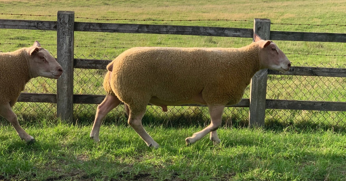 5 Charollais Breeding Rams | SellMyLivestock - The Online Livestock ...