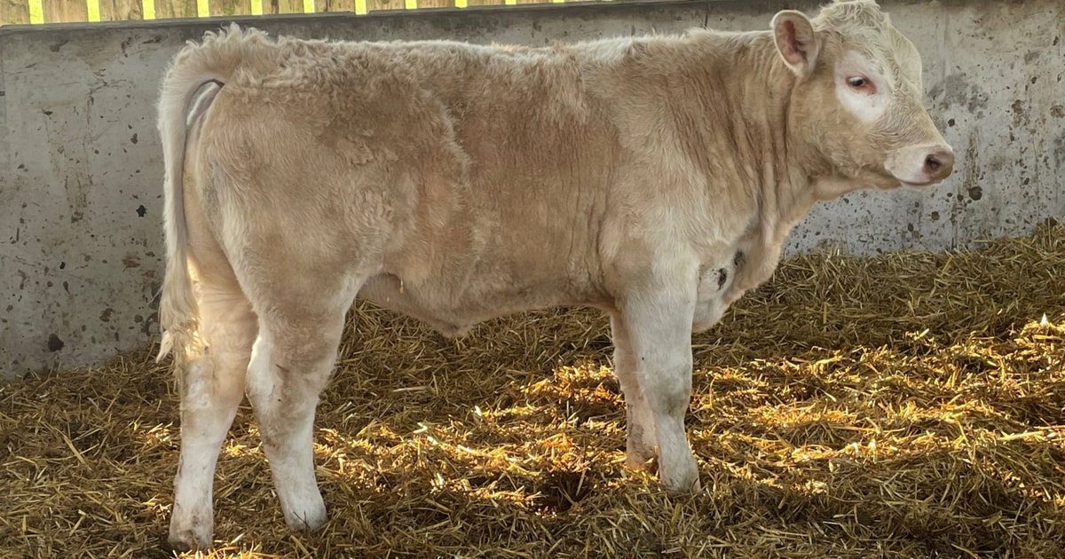 1 Charolais Cross Store, Breeding Heifer | SellMyLivestock - The Online ...