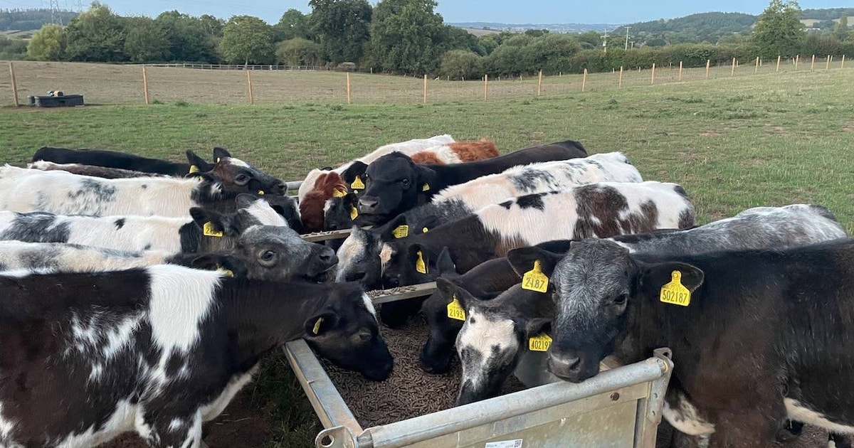 14 Aberdeen Angus, British Blue Cross Calves | SellMyLivestock - The ...