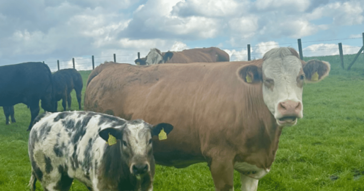 10 Limousin, Simmental Cross In-Calf Breeding Cows with Calves at Foot ...
