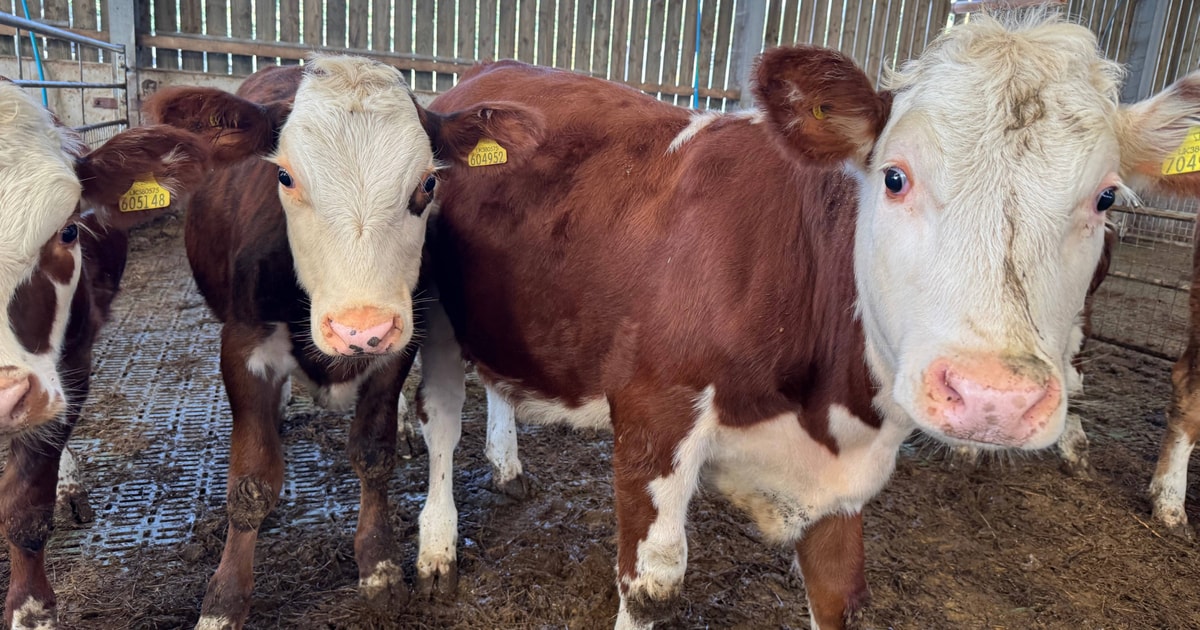 39 Hereford Cross Store Steers, Heifers | SellMyLivestock - The Online ...