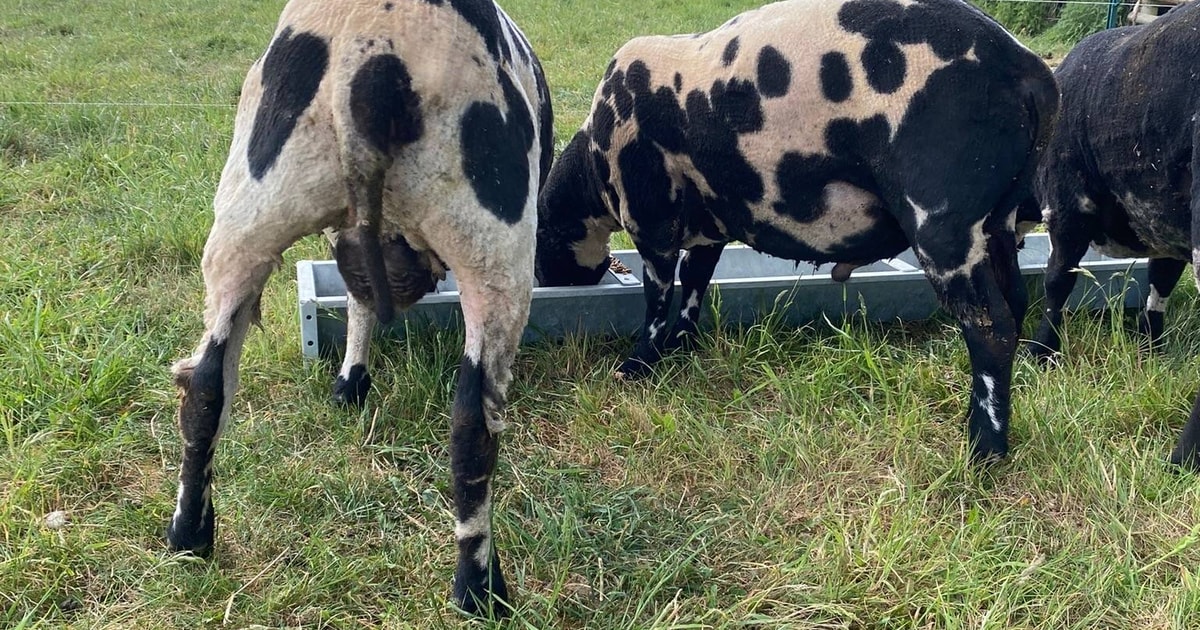 1 Pedigree Dutch Spotted Breeding Ram | SellMyLivestock - The Online ...