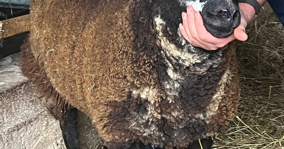 1 Dutch Spotted, Blue Texel Cross Breeding Ram | SellMyLivestock - The ...