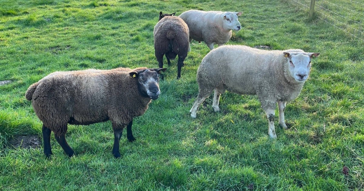 5 Beltex, Blue Texel, Charollais, Texel Cross Breeding Rams ...