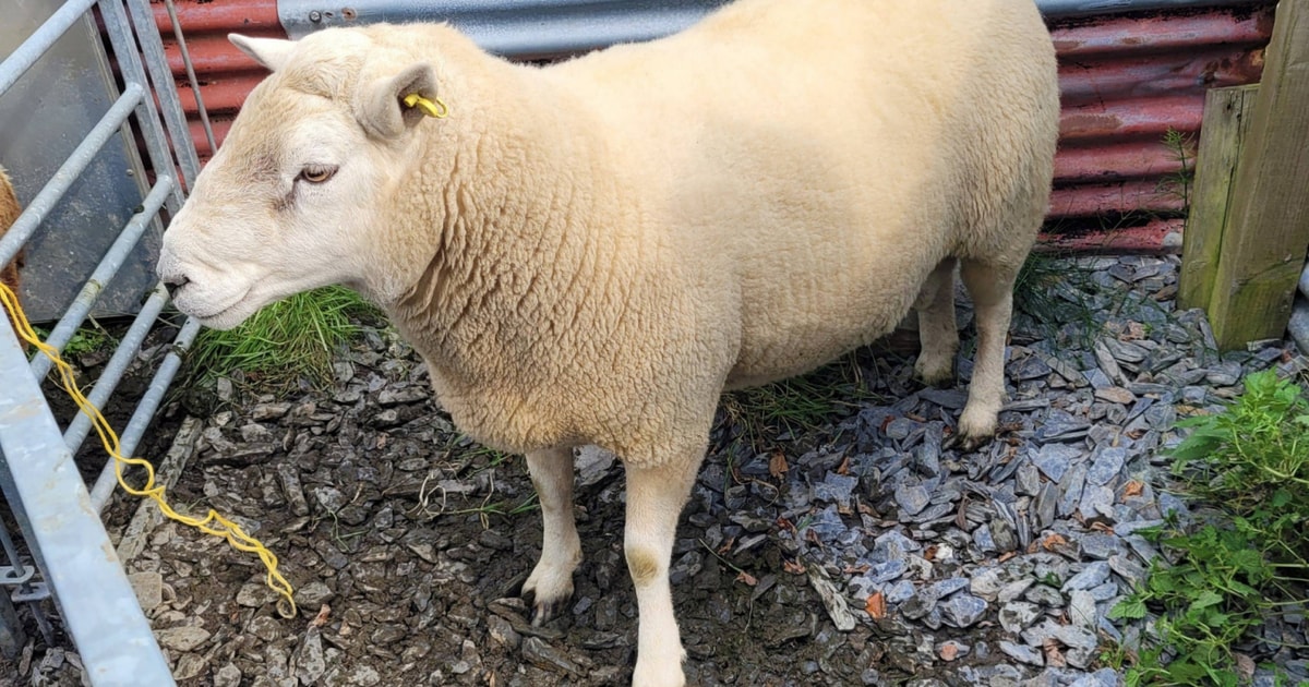 1 Lleyn Cross Breeding Ram | SellMyLivestock - The Online Livestock ...