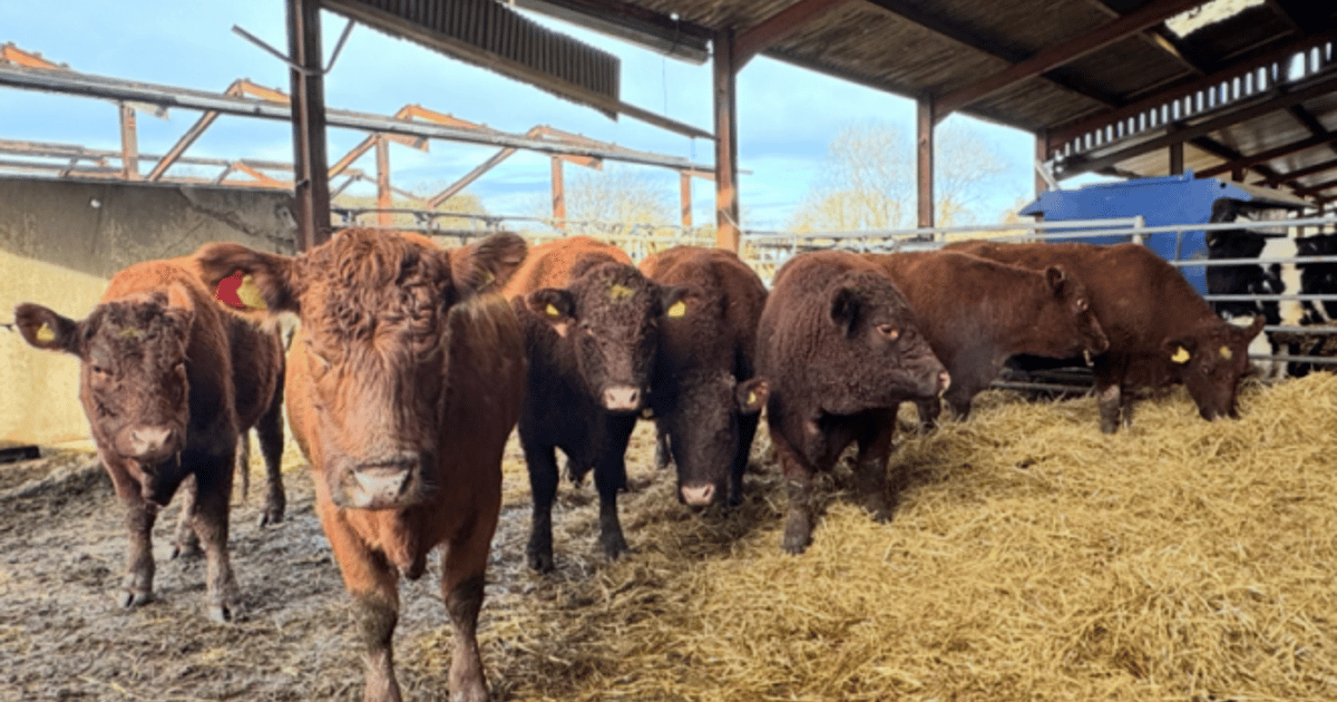 7 Red Ruby Devon In-Calf Breeding Cows, Heifers | SellMyLivestock - The ...