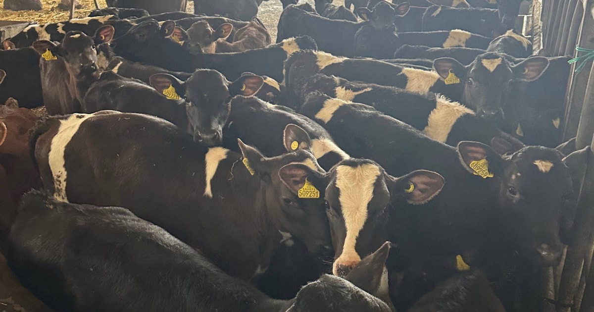 128 Holstein Friesian, British Friesian Store Young Bulls ...
