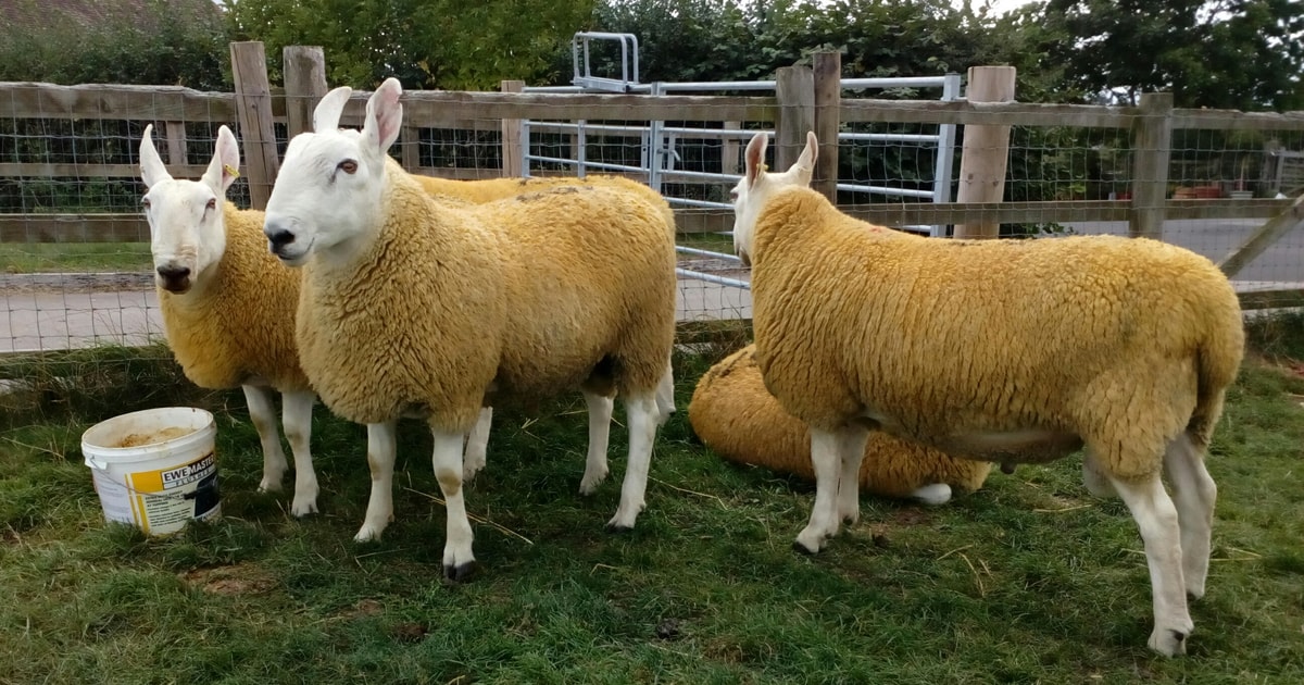 5 Pedigree Border Leicester Breeding Rams | SellMyLivestock - The ...
