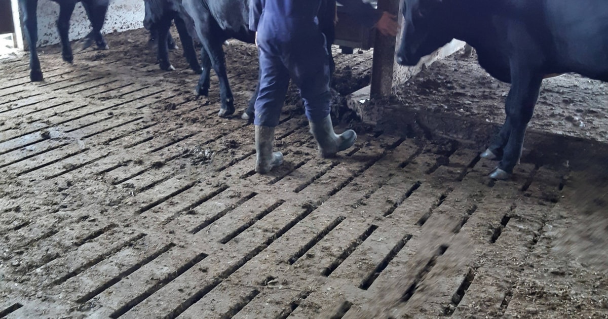 30 Aberdeen Angus Cross Store Steers | SellMyLivestock - The Online ...