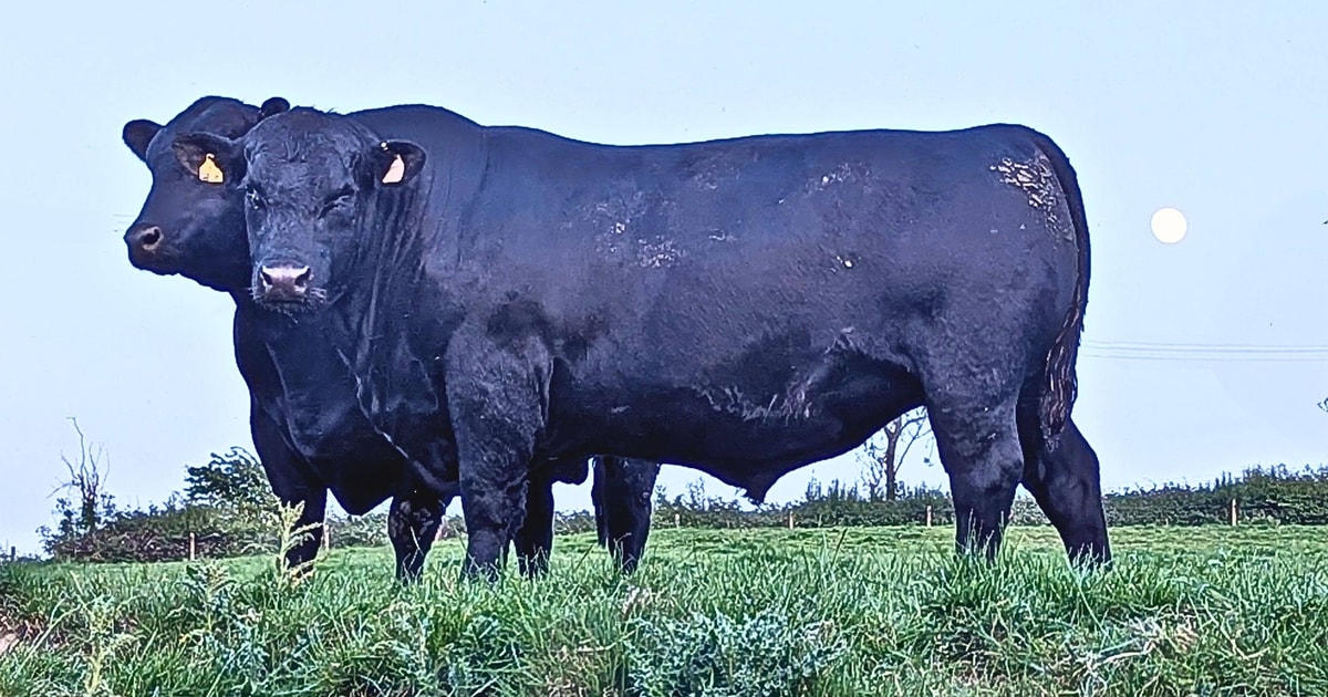 4 Pedigree Aberdeen Angus Breeding Bulls | SellMyLivestock - The Online ...