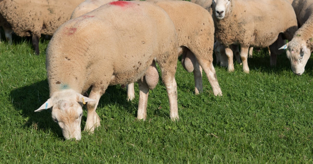 20 Lleyn Breeding Rams | SellMyLivestock - The Online Livestock Marketplace