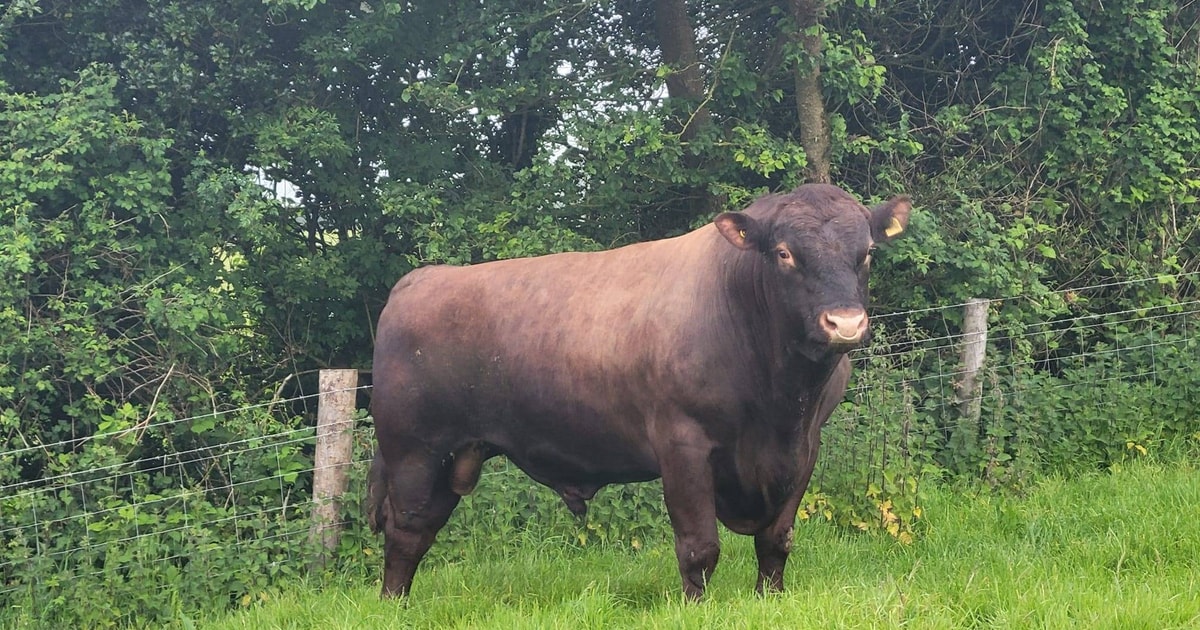 1 Pedigree Beef Shorthorn Breeding Bull | SellMyLivestock - The Online ...