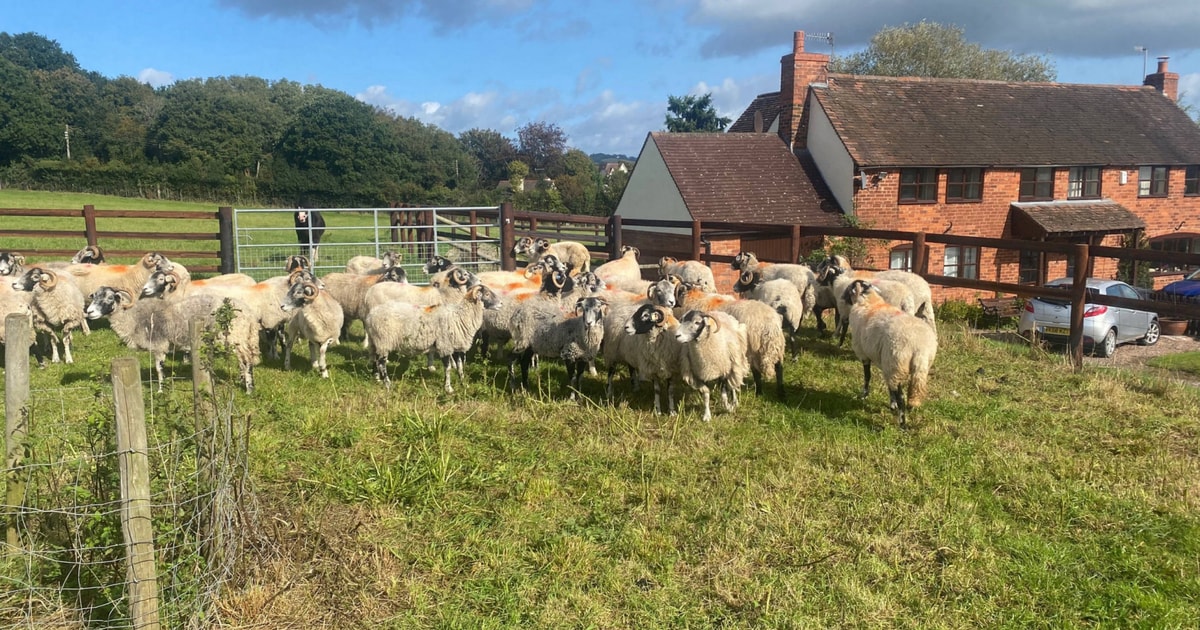 42 Swaledale Breeding Ewes | SellMyLivestock - The Online Livestock ...