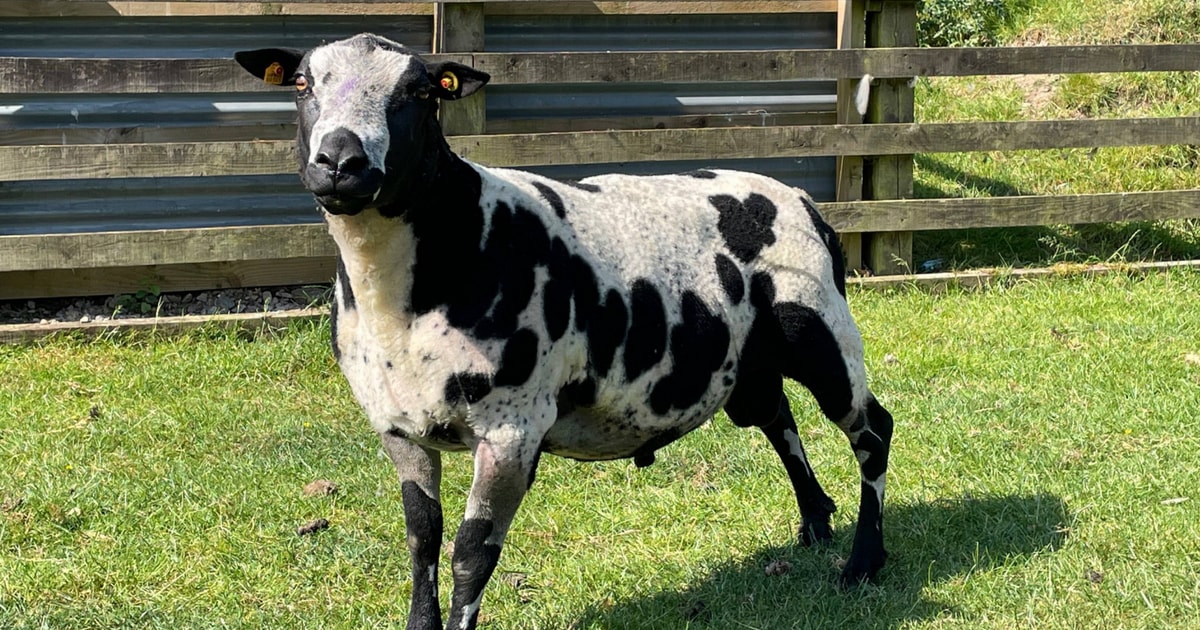 1 Pedigree Dutch Spotted Breeding Ram | SellMyLivestock - The Online ...