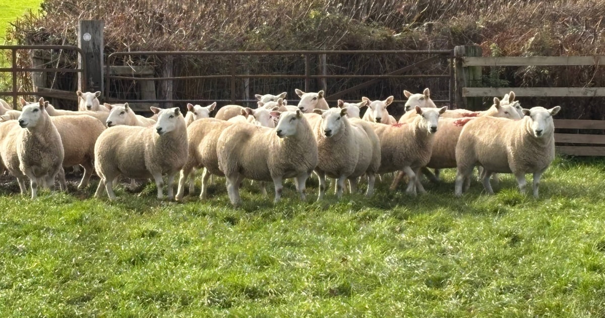 40 North Country Cheviot Breeding Shearlings | SellMyLivestock - The ...