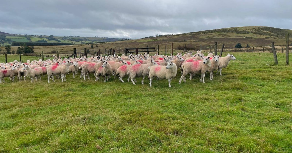 200 Aberfield SR, Welsh Mountain-Hill Flock Cross Breeding Ewes, Lambs ...