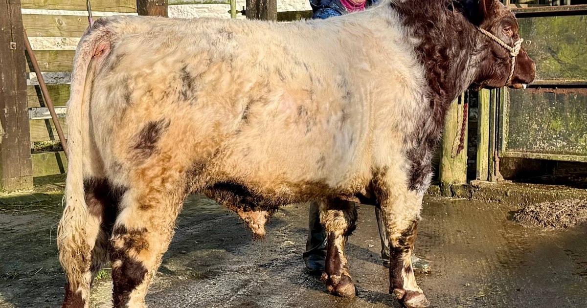 1 Pedigree Beef Shorthorn Breeding Bull | SellMyLivestock - The Online ...