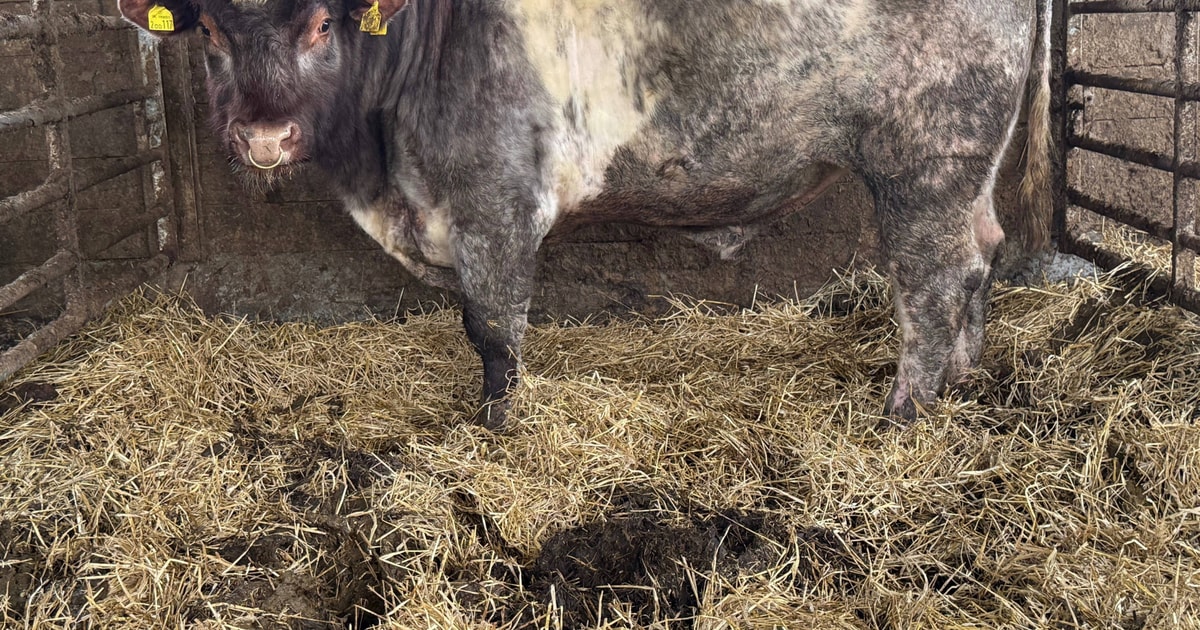 1 Pedigree Beef Shorthorn Breeding Bull | SellMyLivestock - The Online ...