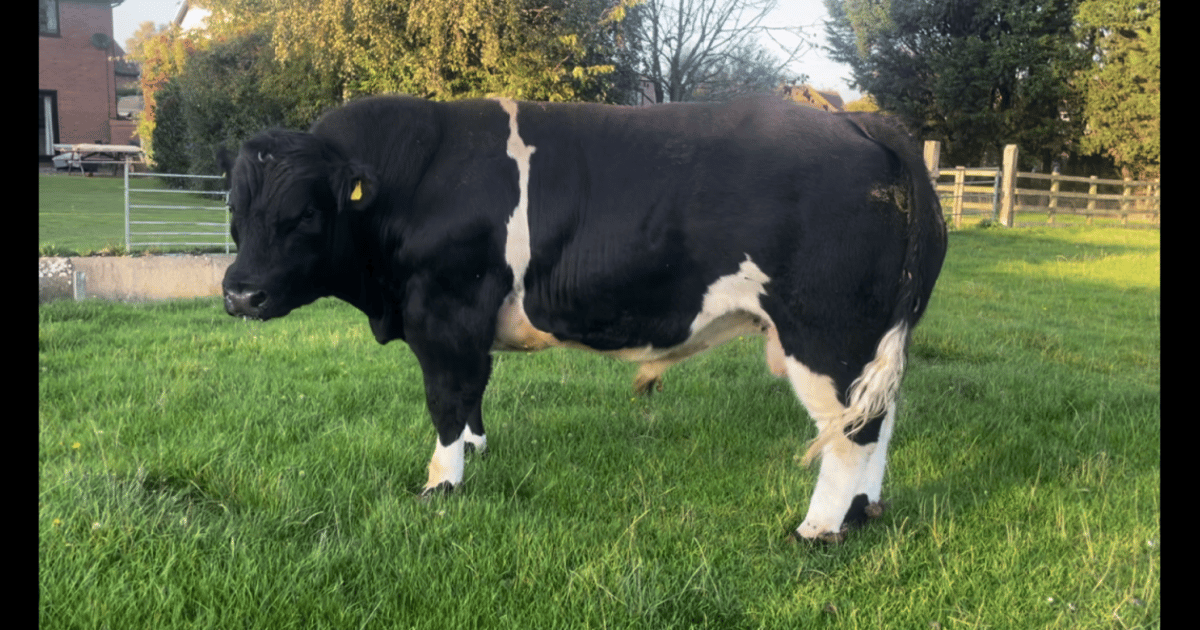 1 Pedigree British Blue Breeding Bull | SellMyLivestock - The Online ...