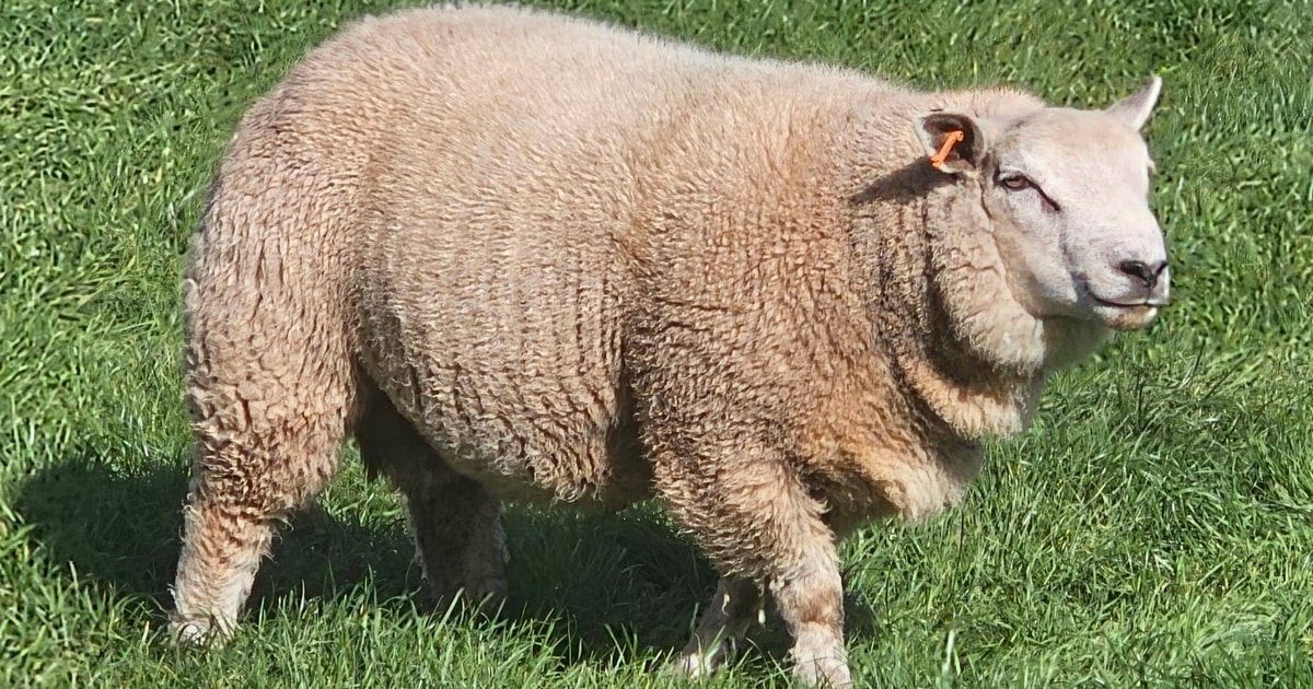 6 Beltex, Charollais Breeding Rams | SellMyLivestock - The Online ...