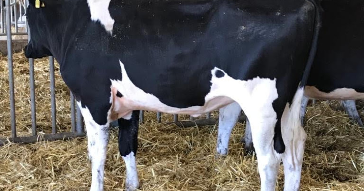 33-pedigree-holstein-friesian-in-calf-breeding-dairy-heifers